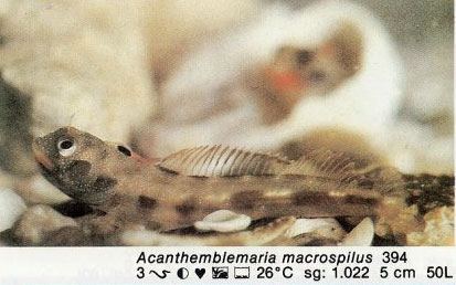 Acanthemblemaria macrospilus